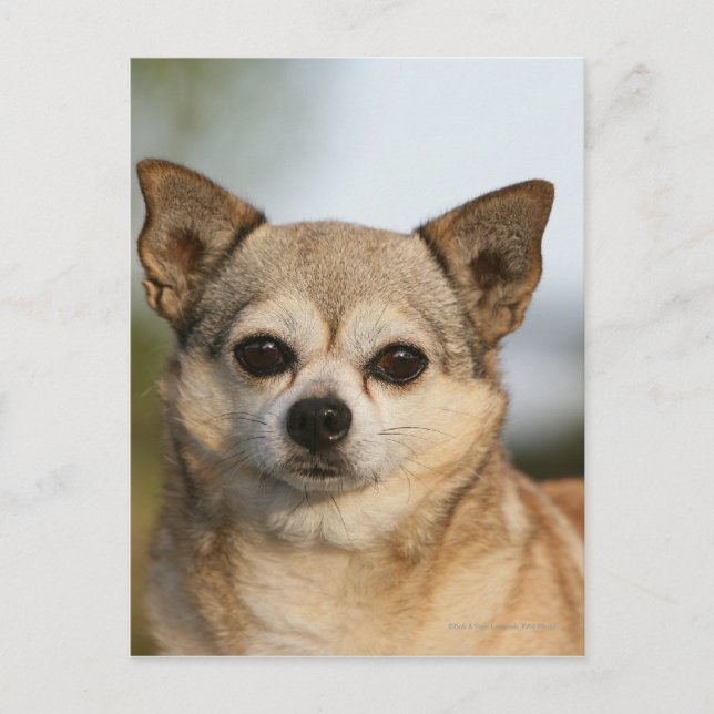 Chihuahua Headshot Vykort (Framsida)
