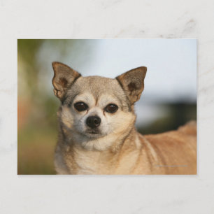 Chihuahua Headshot Vykort