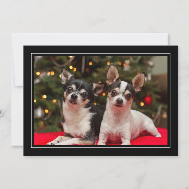 Chihuahua Holiday Greeting Card Julkort (Framsida)