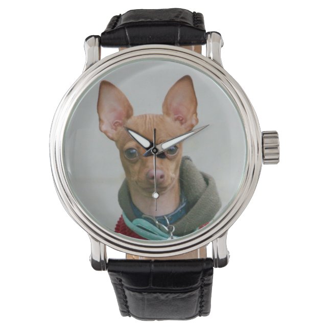 Chihuahua hund armbandsur (Framsida)