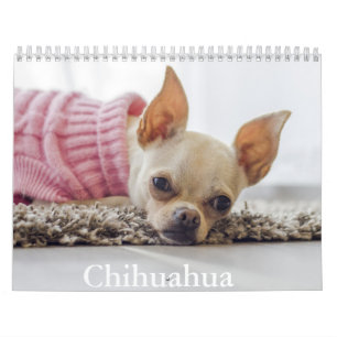 Chihuahua Hund Calendar Kalender
