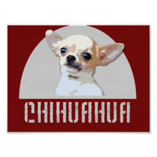 Chihuahua Hund Fototryck