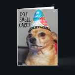 CHIHUAHUA HUND FUNNY BIRTHDAY CARD TACK KORT<br><div class="desc">CUTE BIRTHDAY HUND CARD</div>
