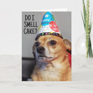CHIHUAHUA HUND FUNNY BIRTHDAY CARD TACK KORT