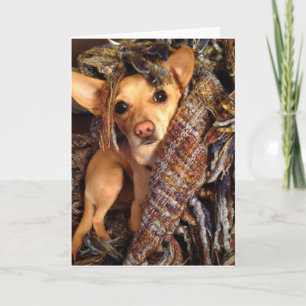 Chihuahua-Hund i Blanket-hälsningskort Kort