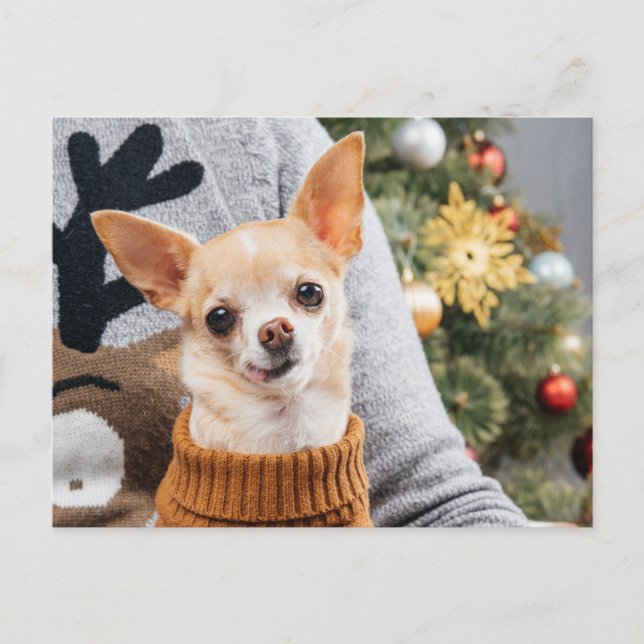 Chihuahua Hund jul med Julgran-vykort Vykort (Framsida)