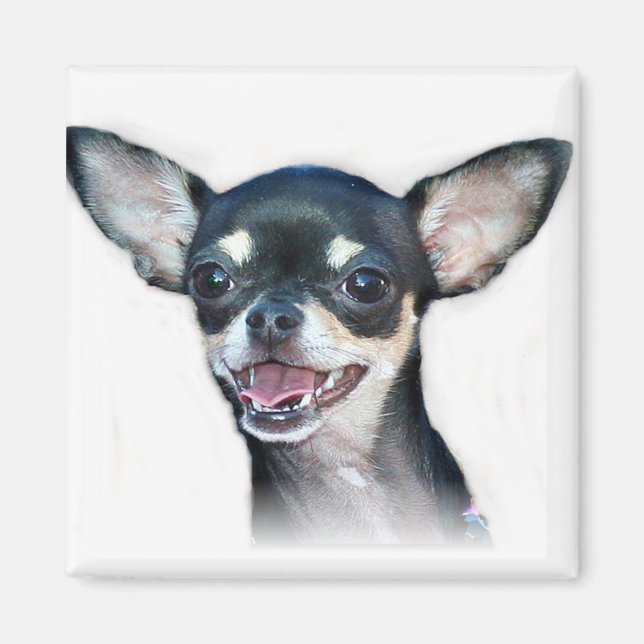 Chihuahua hund Magnet (Framsidan)