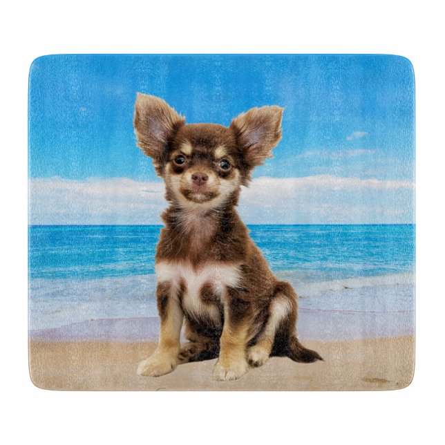 Chihuahua Hund om Tropical Beach (Framsidan)