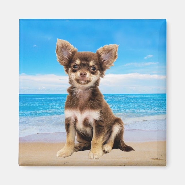 Chihuahua Hund om Tropical Beach Magnet (Framsidan)