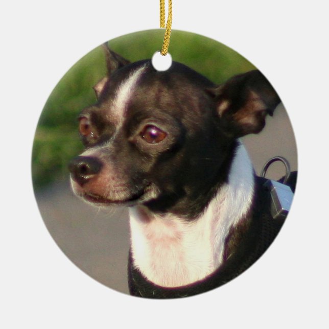 Chihuahua hund ornament (Framsidan)