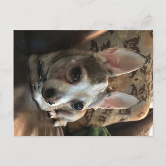Chihuahua Hund Postcard Vykort (Framsida)