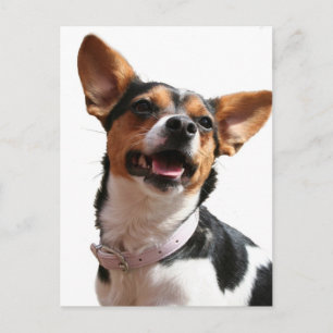 Chihuahua Hund Postcard Vykort