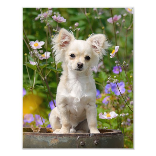 Chihuahua Hund Puppy - Paperprint, långkyld Fototryck (Framsidan)