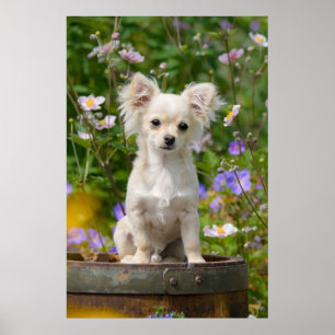 Chihuahua Hund Puppy Pet Photo, långfristigt, Cute Poster