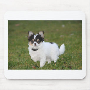 Chihuahua hund som står på en grönt gräsmatta musmatta