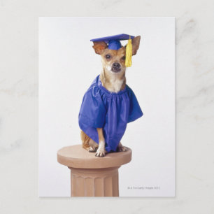 Chihuahua hund, studenten uniform, studio meddelande vykort