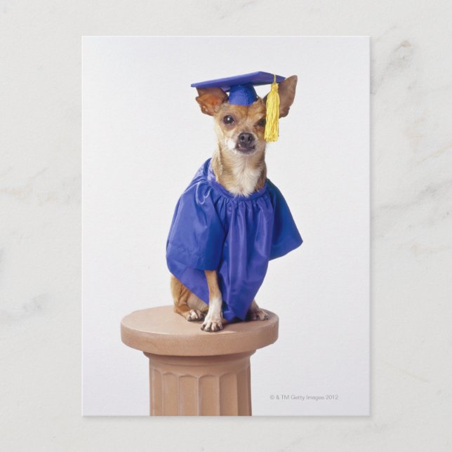 Chihuahua hund, studenten uniform, studio meddelande vykort (Framsida)