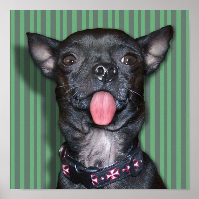Chihuahua Hund Tunga Poster (Framsidan)
