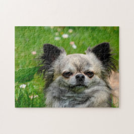 Chihuahua Hundar. Pussel