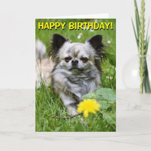 Chihuahua i blomsterfödelsekort kort