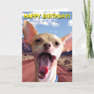 Chihuahua i ökenfödelsedagkort kort