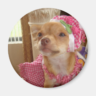 chihuahua i rosa magnet