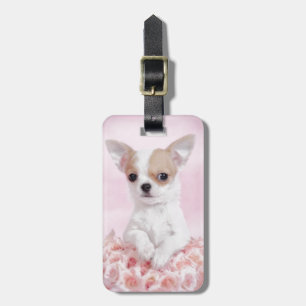 Chihuahua i rosa med ro bagagebricka