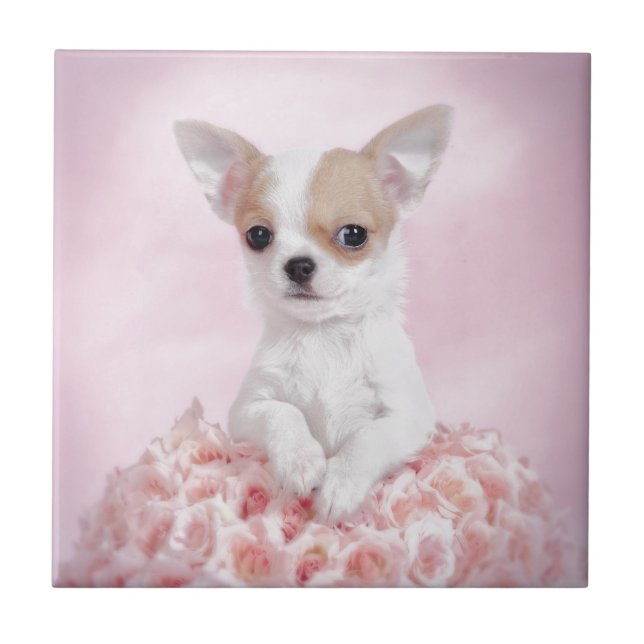Chihuahua i rosa med ro kakelplatta (Framsidan)