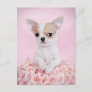 Chihuahua i rosa med ro vykort