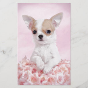 Chihuahua i rosor med ro brevpapper