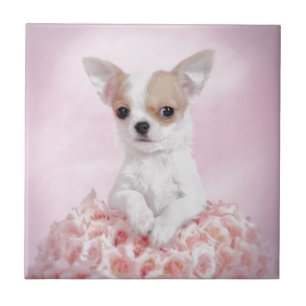 Chihuahua i rosor med ro kakelplatta