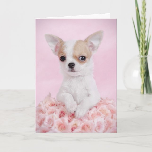 Chihuahua i rosor med ro kort (Framsida)