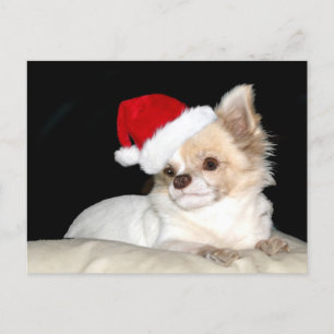 Chihuahua i Santa Hat Helg Vykort