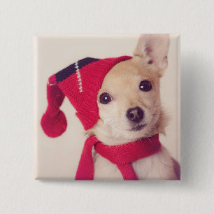 Chihuahua i vinterlock knapp