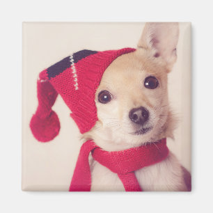Chihuahua i vinterlock magnet