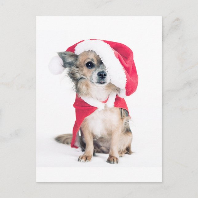 Chihuahua im Weihnachtskostüm Vykort (Framsida)