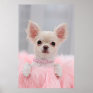 Chihuahua In Pink Poster