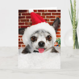 CHIHUAHUA IN Santa Greeting Card Kort