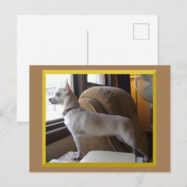 Chihuahua In The Office Postcard Vykort (Fram/baksida)