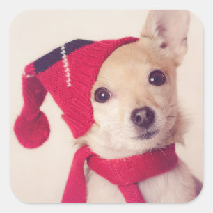 Chihuahua in Winter Cap Fyrkantigt Klistermärke