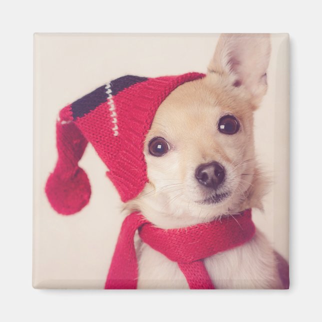 Chihuahua in Winter Cap Magnet (Framsidan)