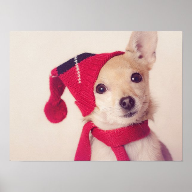 Chihuahua in Winter Cap Poster (Framsidan)