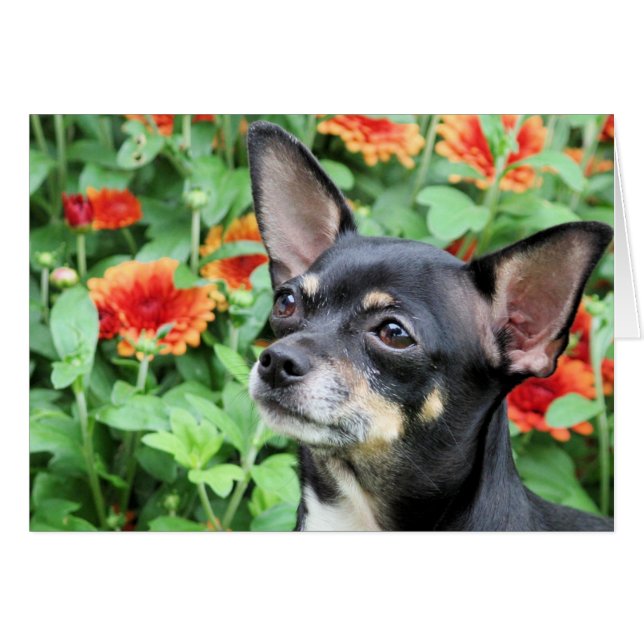 Chihuahua - Isabella - foto 41 Hälsningskort (Framsidan Horizontal)