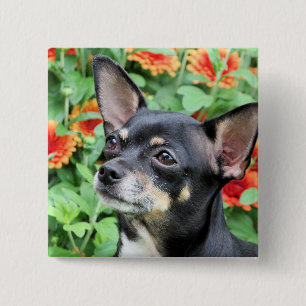 Chihuahua - Isabella - foto 41 Knapp