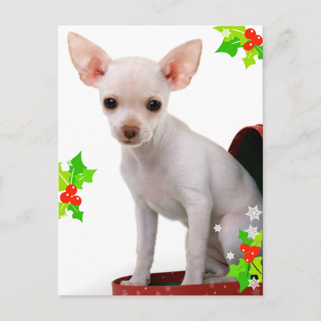 Chihuahua julkort helg vykort (Framsida)