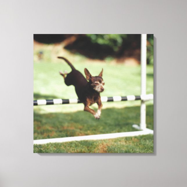 Chihuahua Jumping Hurdle Canvastryck (Framsida)