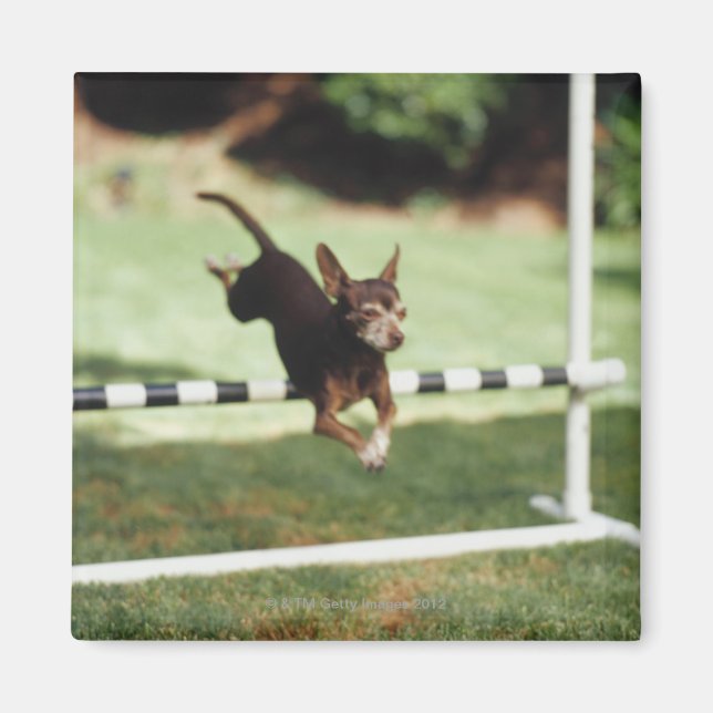 Chihuahua Jumping Hurdle Magnet (Framsidan)