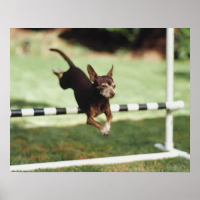Chihuahua Jumping Hurdle Poster (Framsidan)