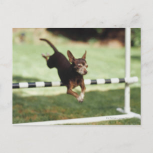 Chihuahua Jumping Hurdle Vykort