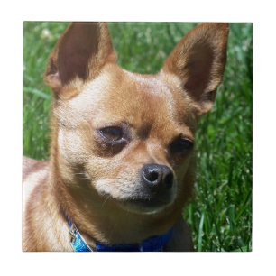 Chihuahua Kakelplatta